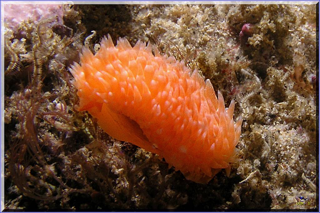 15104 Nudi at Kurnell