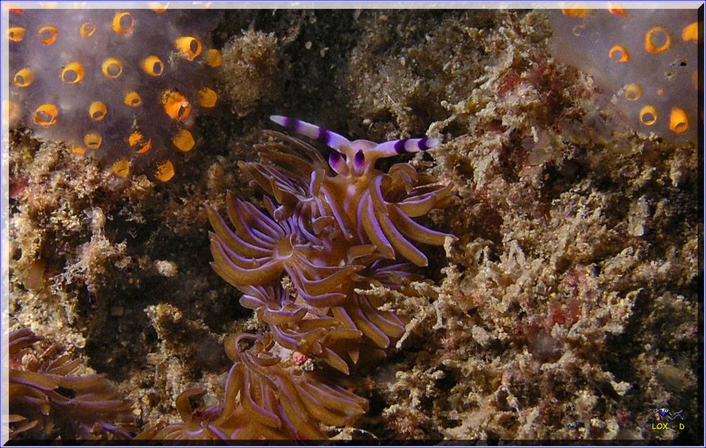 16104 Nudi3 at Kurnell