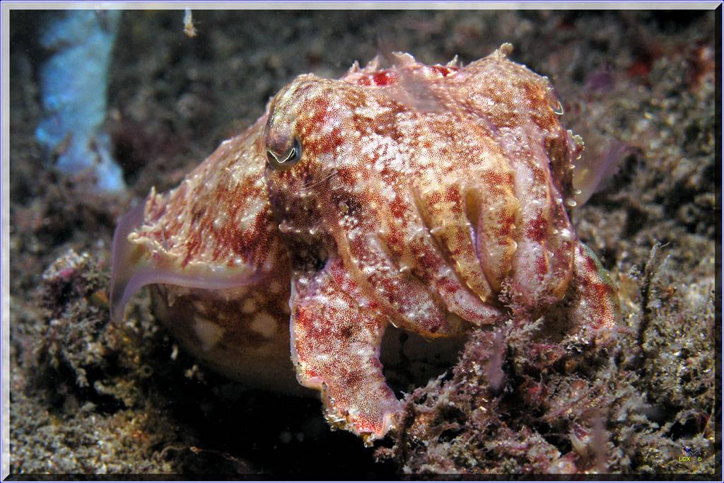 Go Away, Im Sleeping...