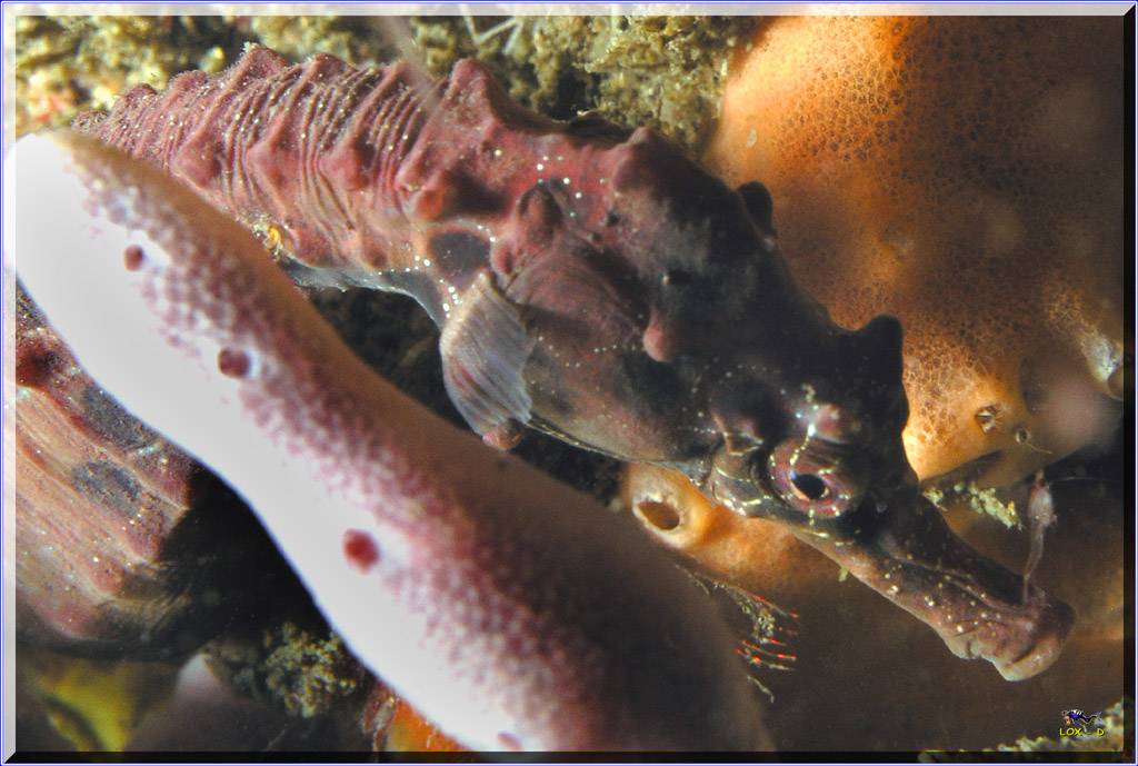 Seahorse at Bare Island