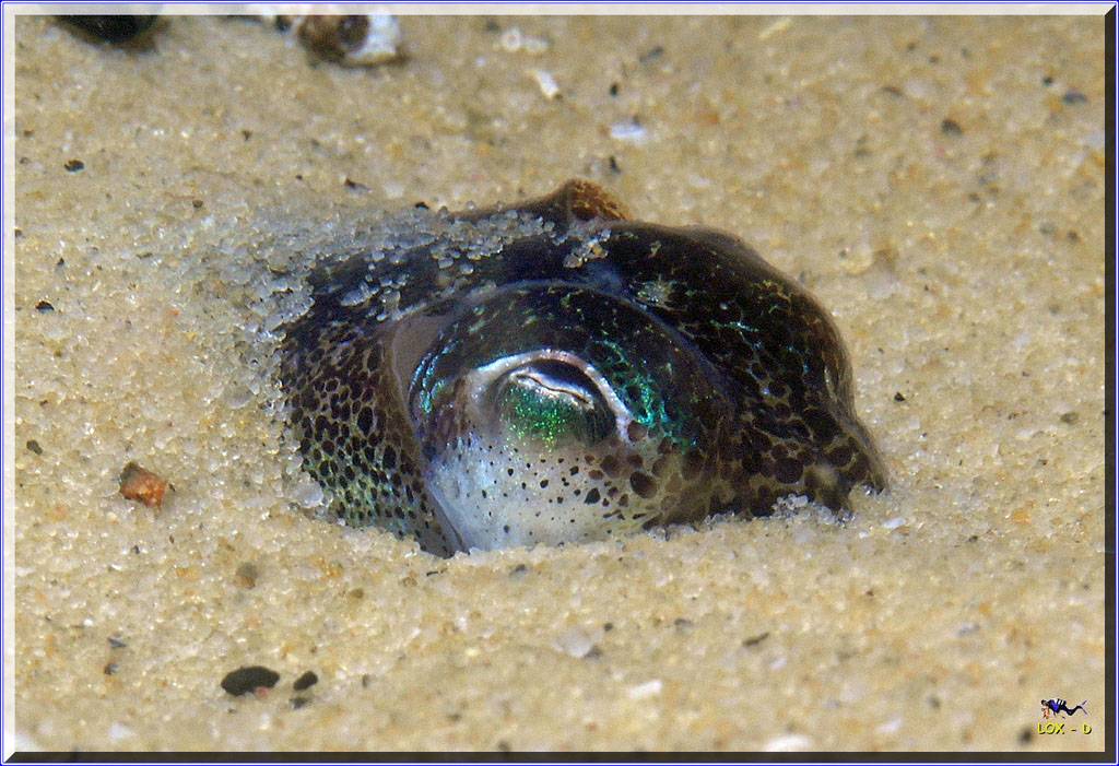 Dumpling Squid at Camp Cove