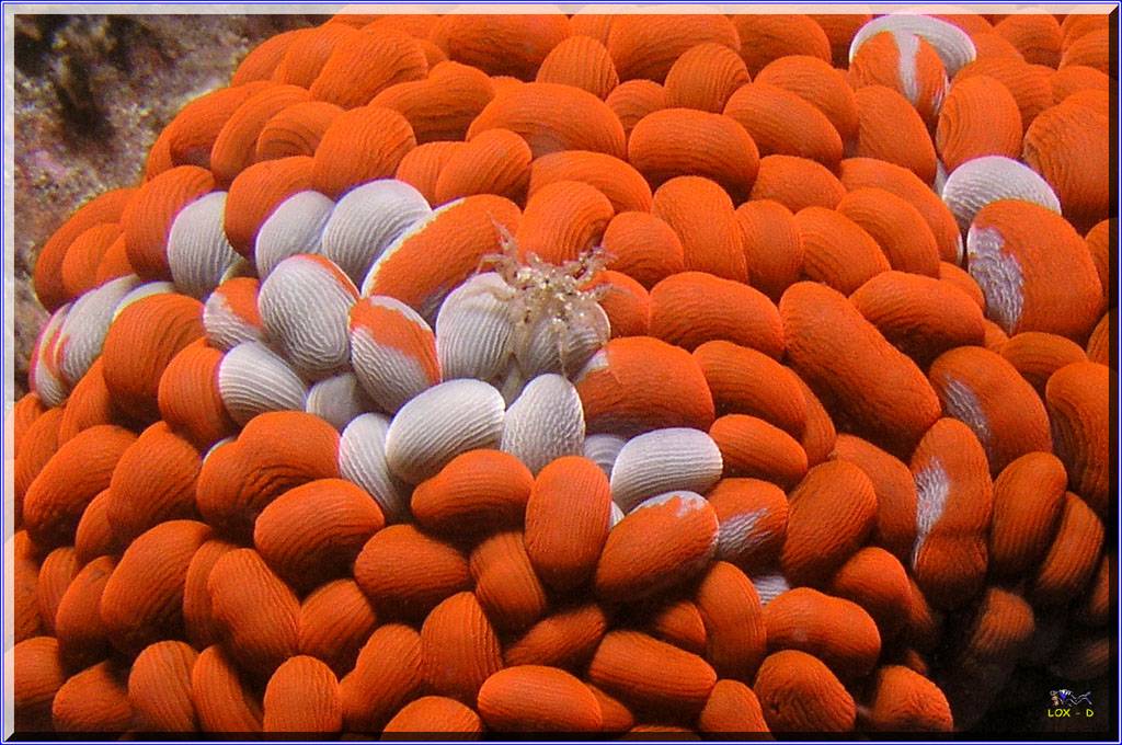 Wandering Anenome with Crab at Kurnell