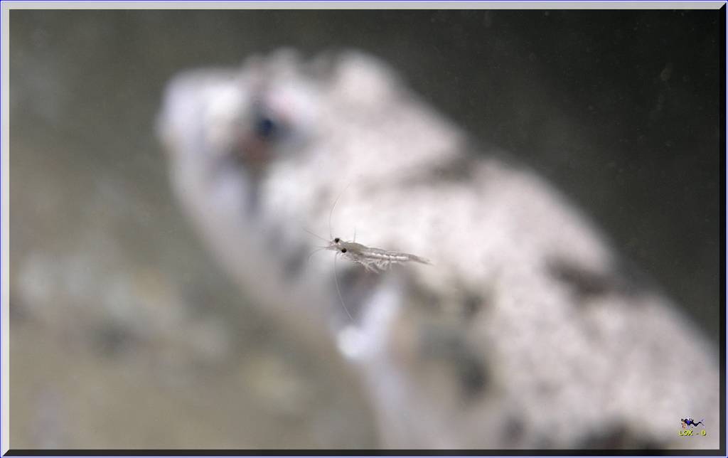 Tiny Shrimp at Bare Island