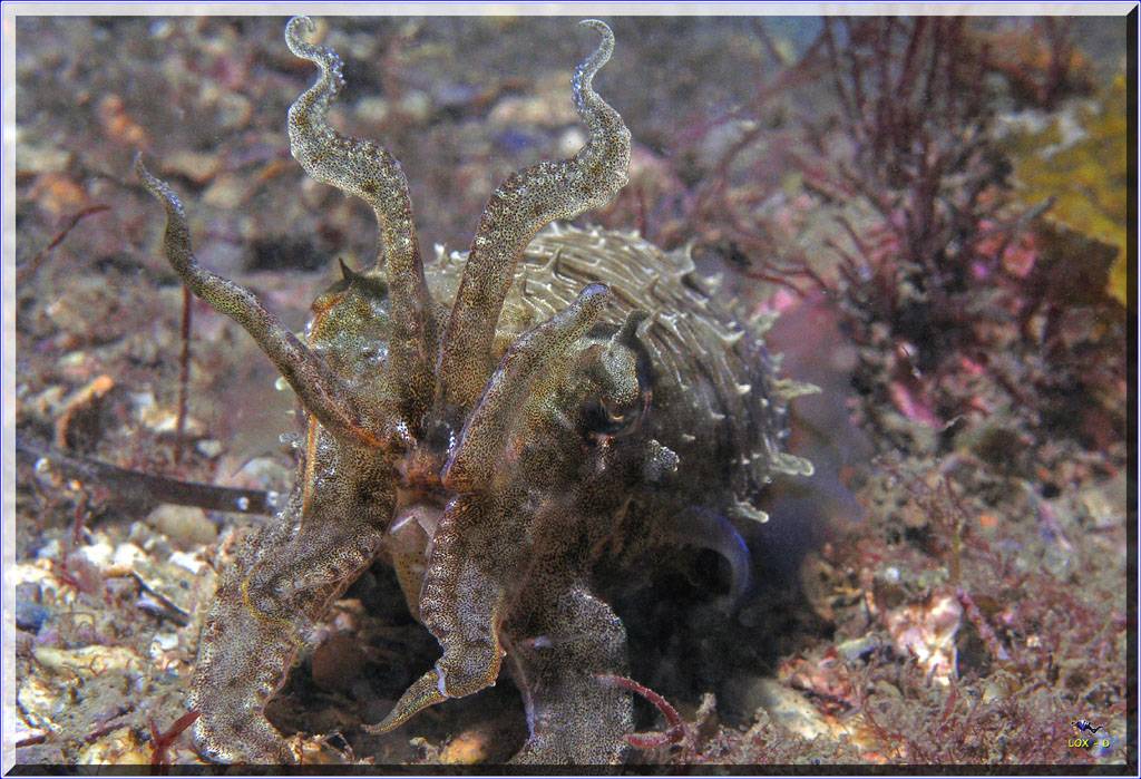 Cuttle catching Shrimp at Camp Cove