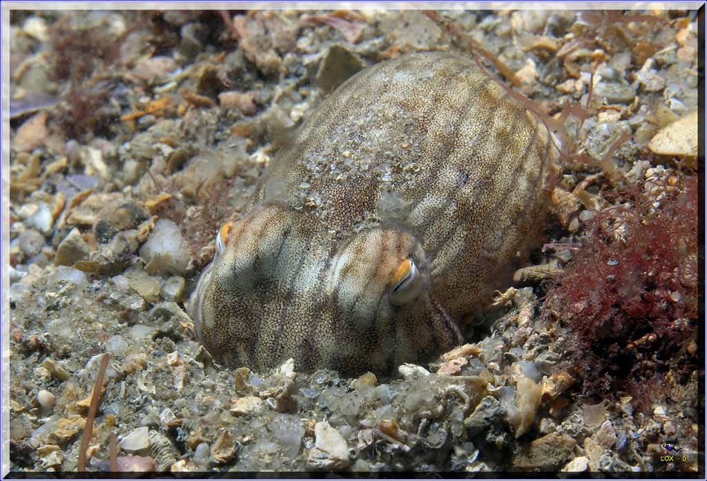 Lined Dumpling Squid at Camp Cove