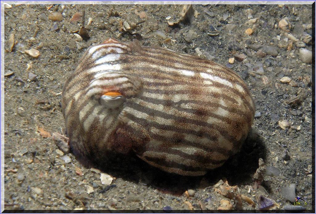 Lined Dumpling Squid2 at Camp Cove