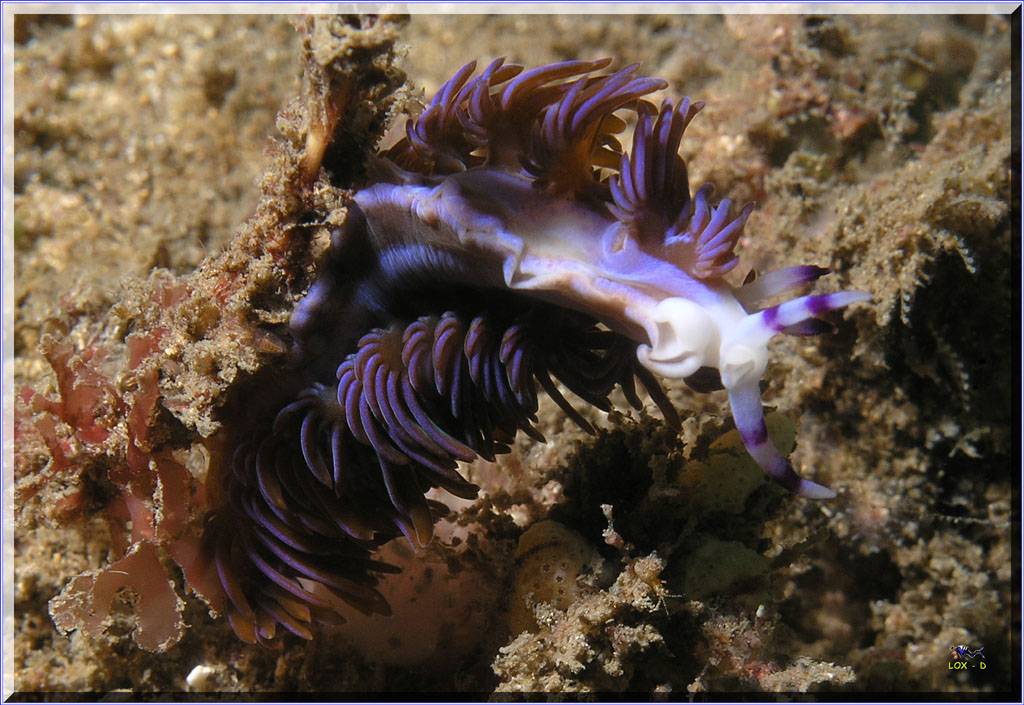 Upside Down Nudi at Kurnell