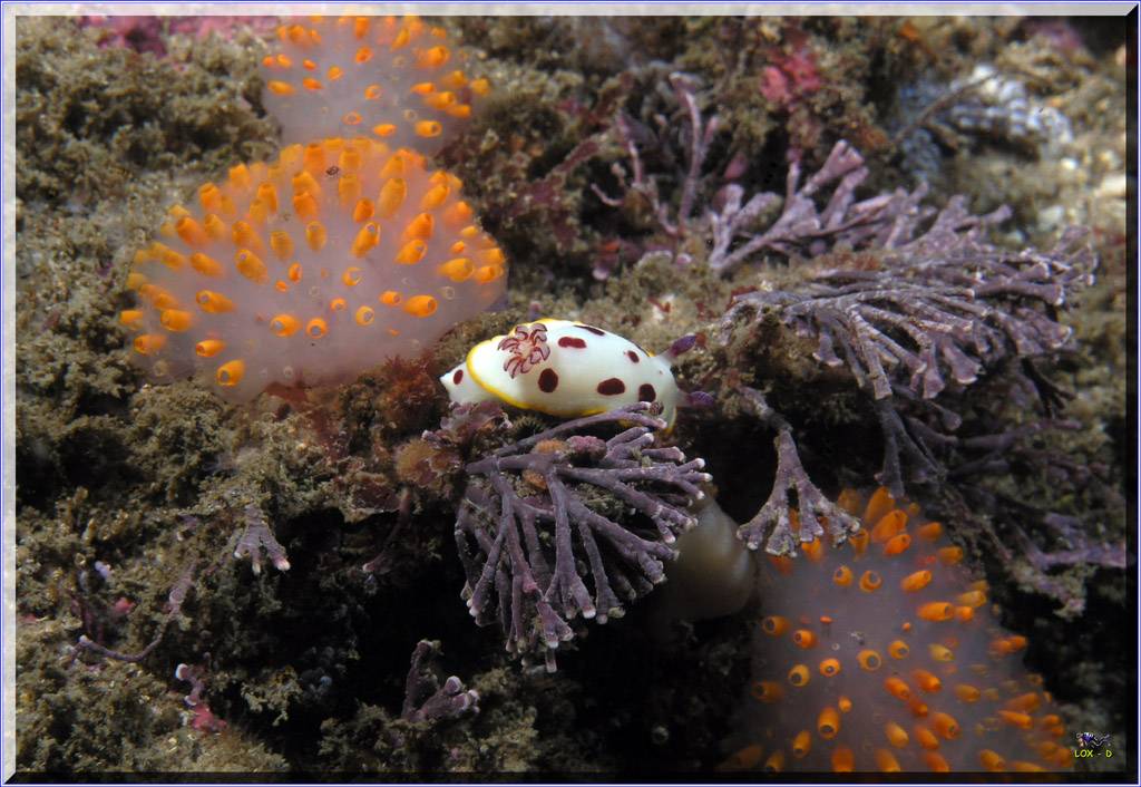 61104 Nudibranch at Bare Island