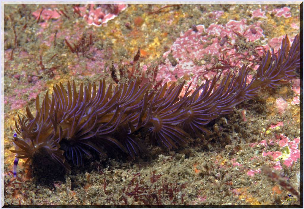 61104 Long Nudi at Bare Island