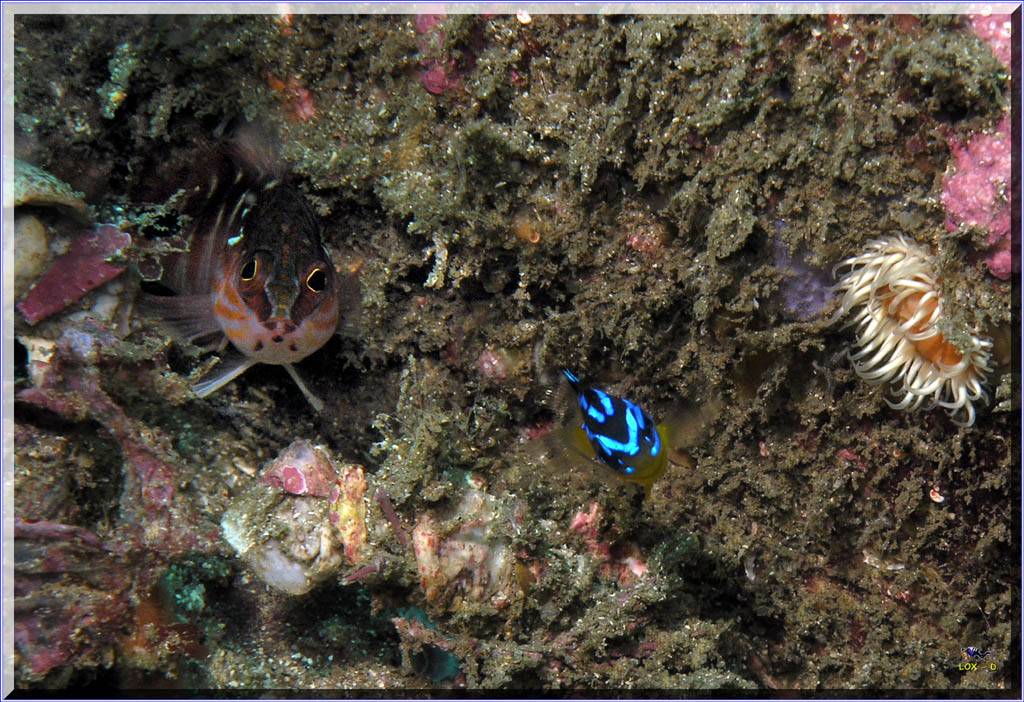 Two for One at Kurnell