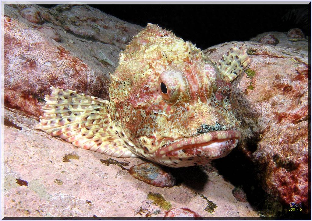 Scorpionfish at Bondi