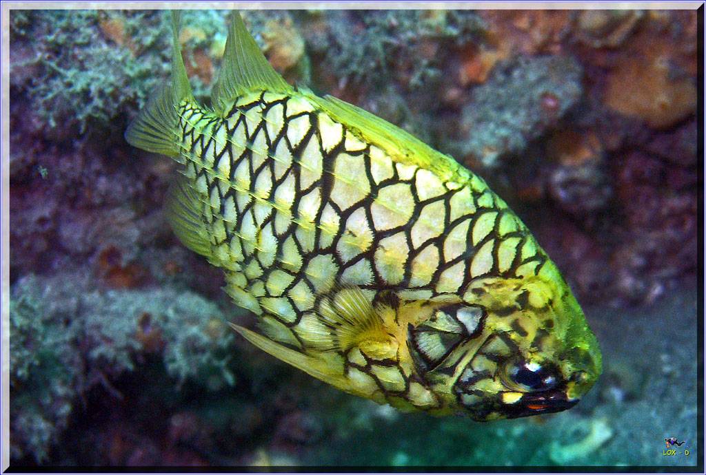 Pineapplefish at Shiprock