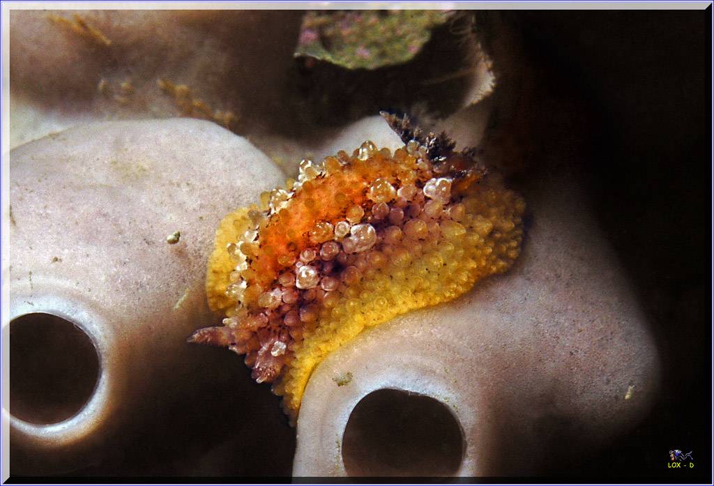 Westside Nudi at Bare Island