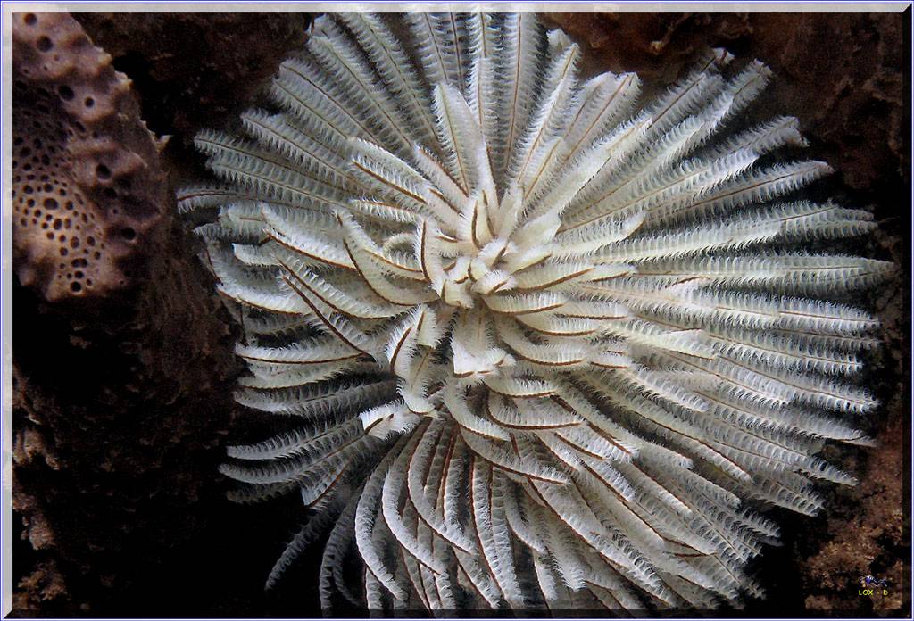 Blossoming Tubeworm at Bare Island