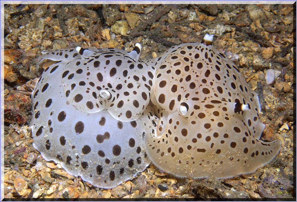 Moon Faced Euselenops at Camp Cove