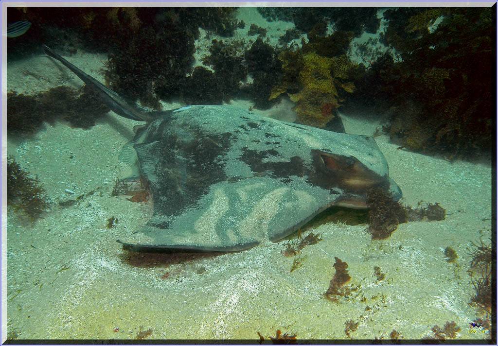 Eagle Ray at Long Bay