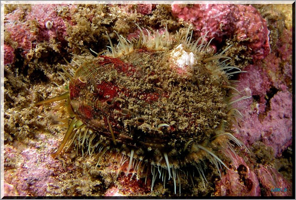 Live Abalone at Bare Island