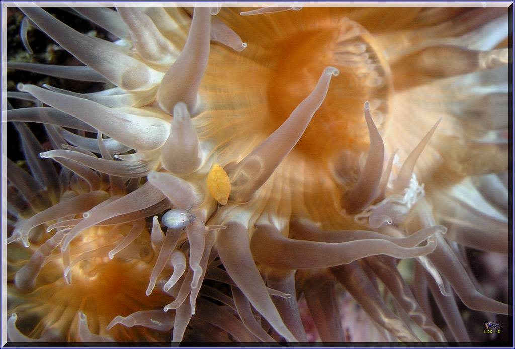 Anenomes and Critters at Bare Island