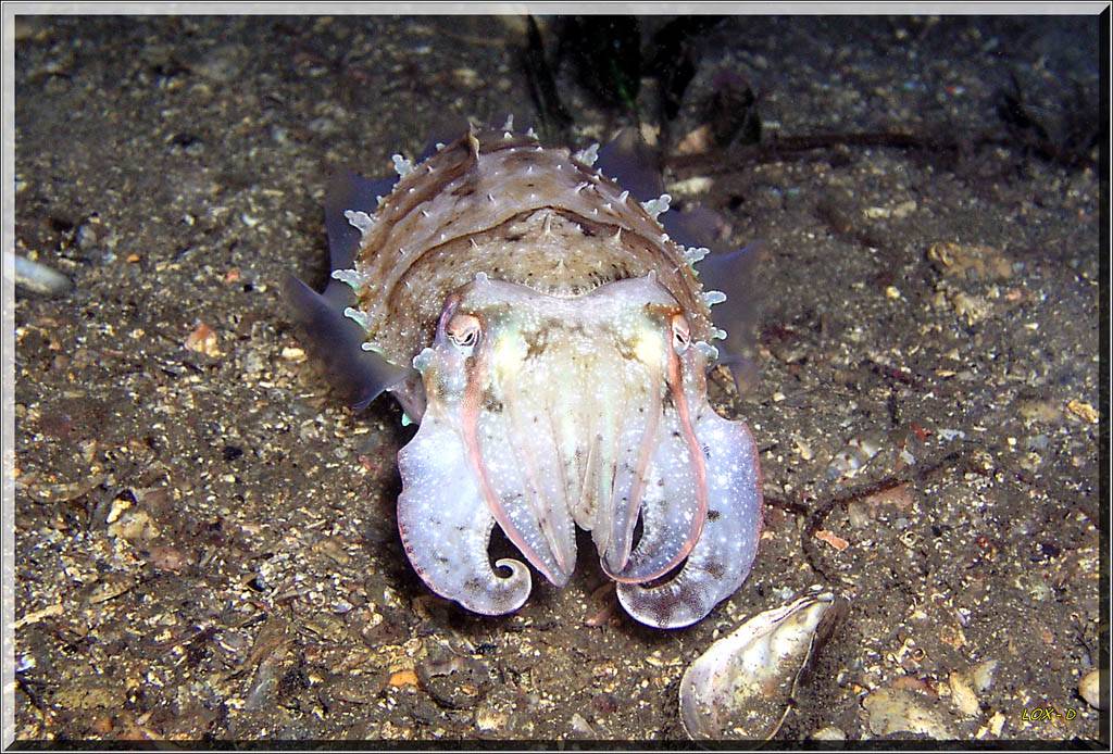 Beautiful Cuttle at Bare Island