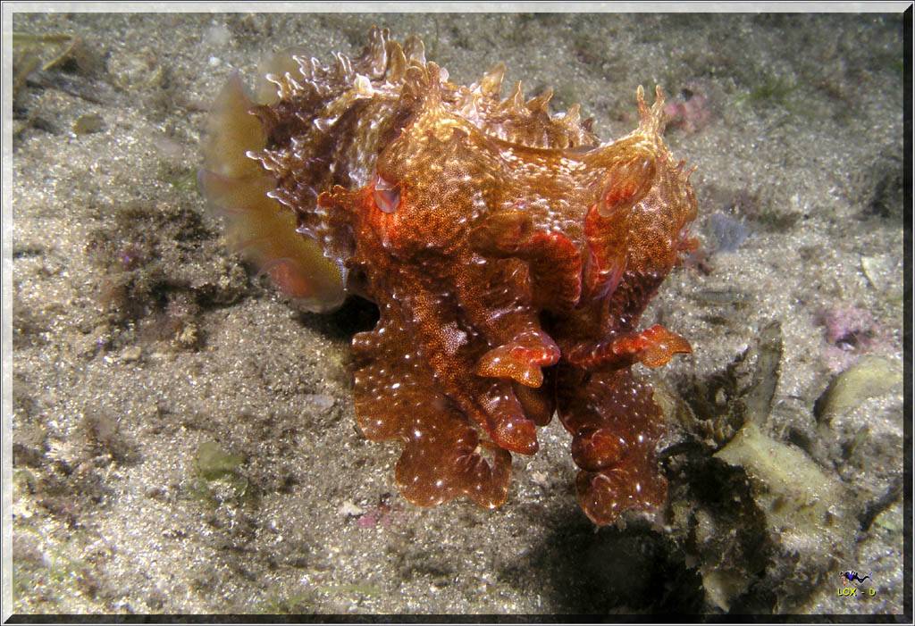 Angry Cuttle at Bare Island
