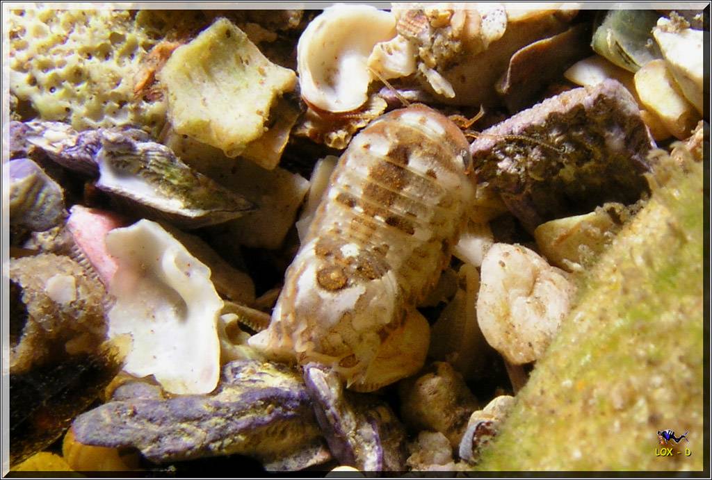 Tiny Bug at Bare Island