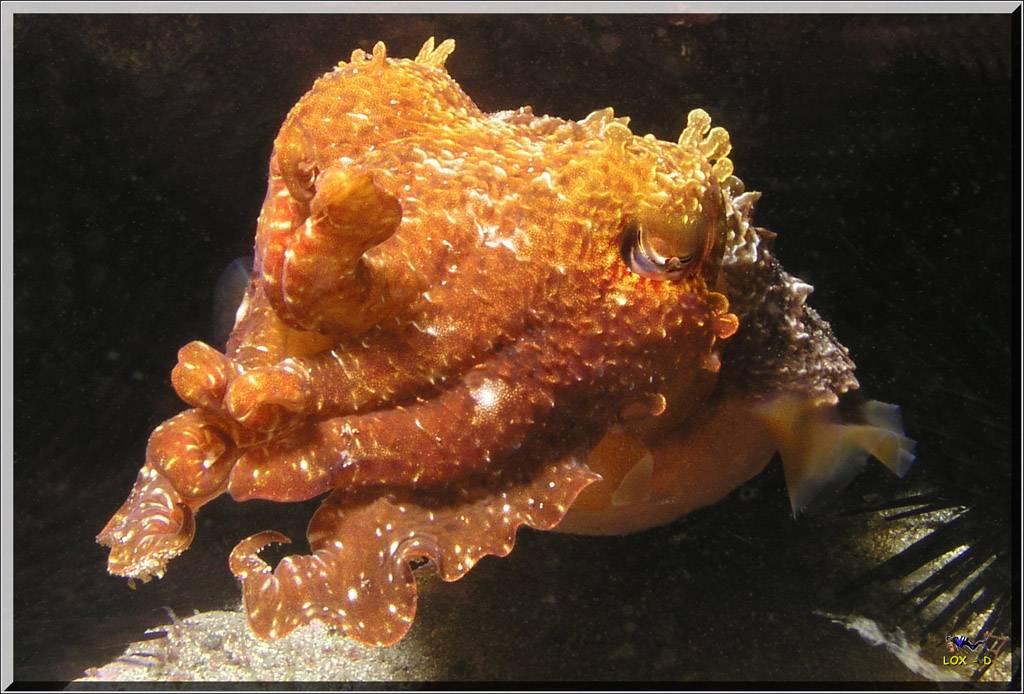 Another Nite Cuttle at Bare Island