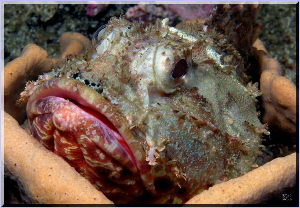 Closer Scorpionfish at Bare Island