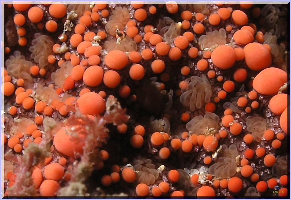 Seastar close-up at Bare Island