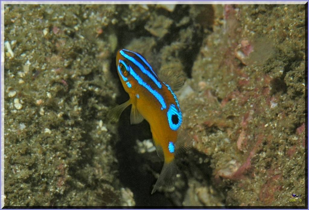 Juvenile Palma at Kurnell