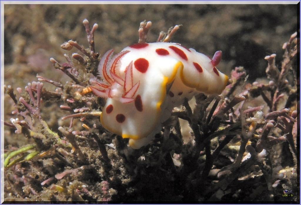 Nudibranch at Bare Island