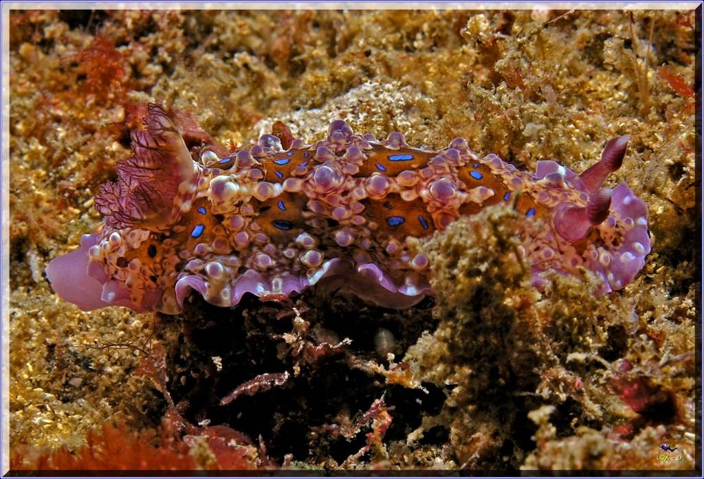 Blue spotted Nudi at Kurnell
