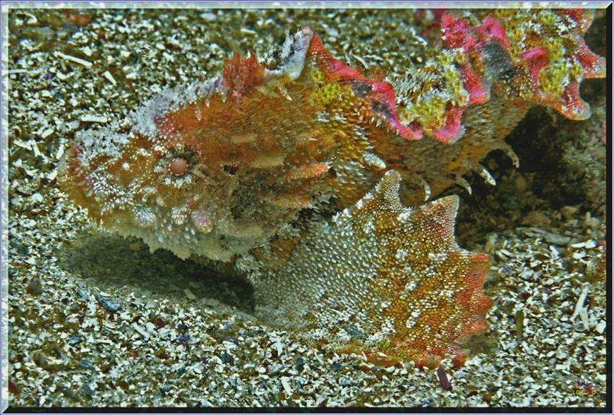 Anglerfish at Kurnell