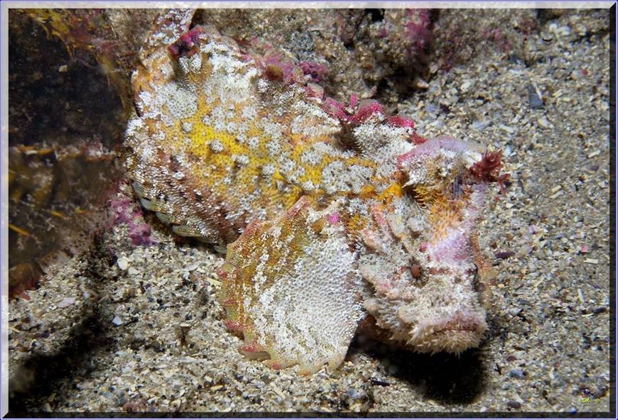 Anglerfish at Kurnell