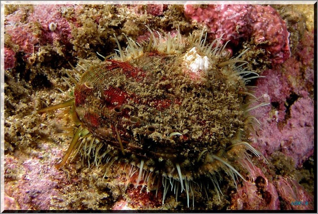 Live Abalone at Bare Island