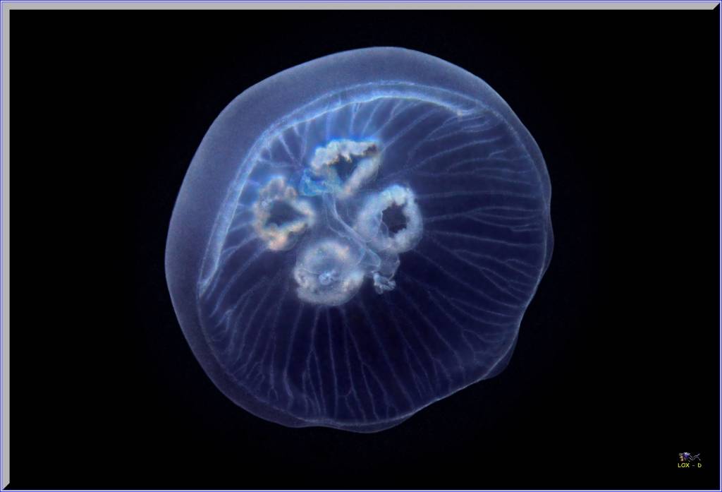 Jellyfish at Bare Island