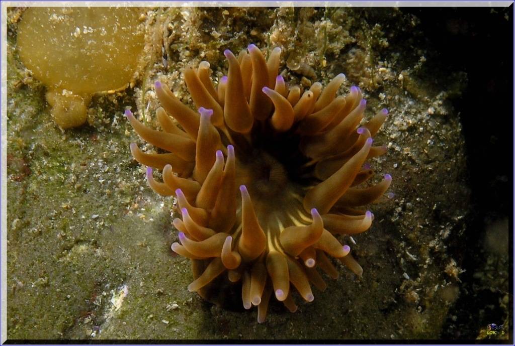 Anenome at Bare Island