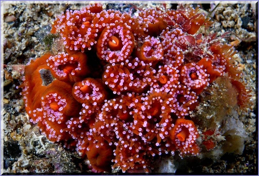 Anenome at Bare Island