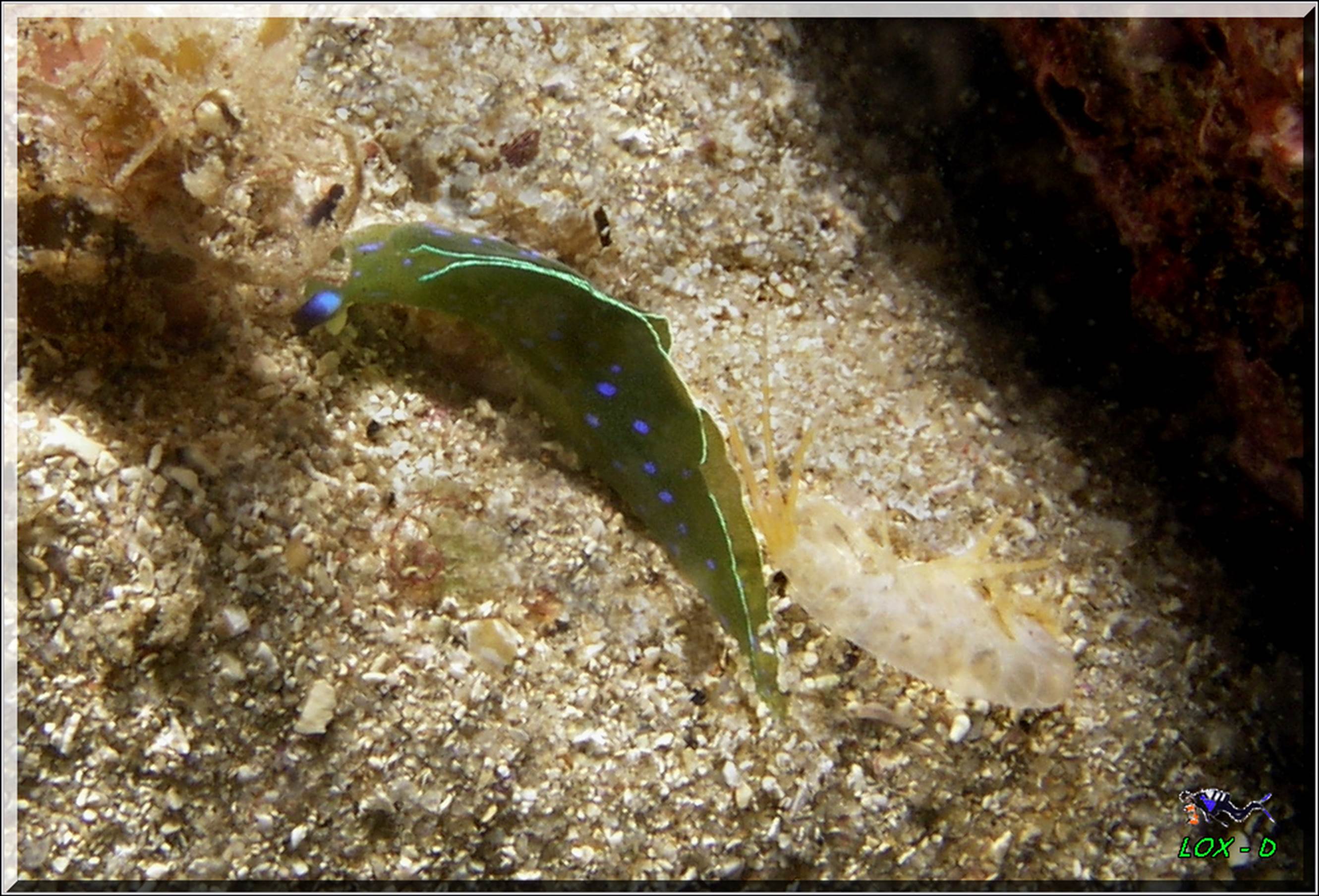 LoxPix Sub-Aqua shot