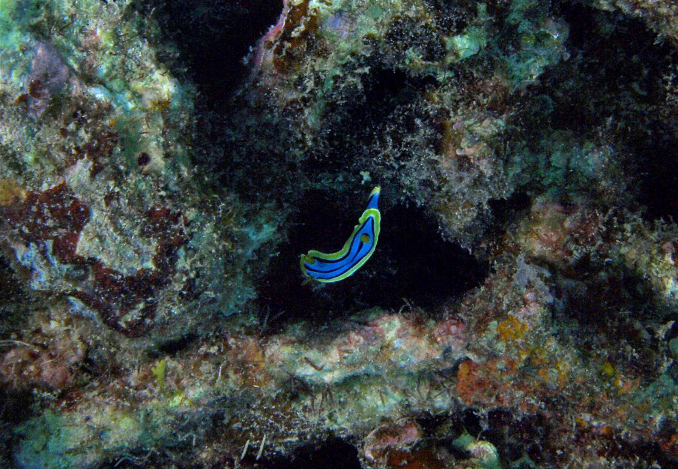 LoxPix Sub-Aqua shot