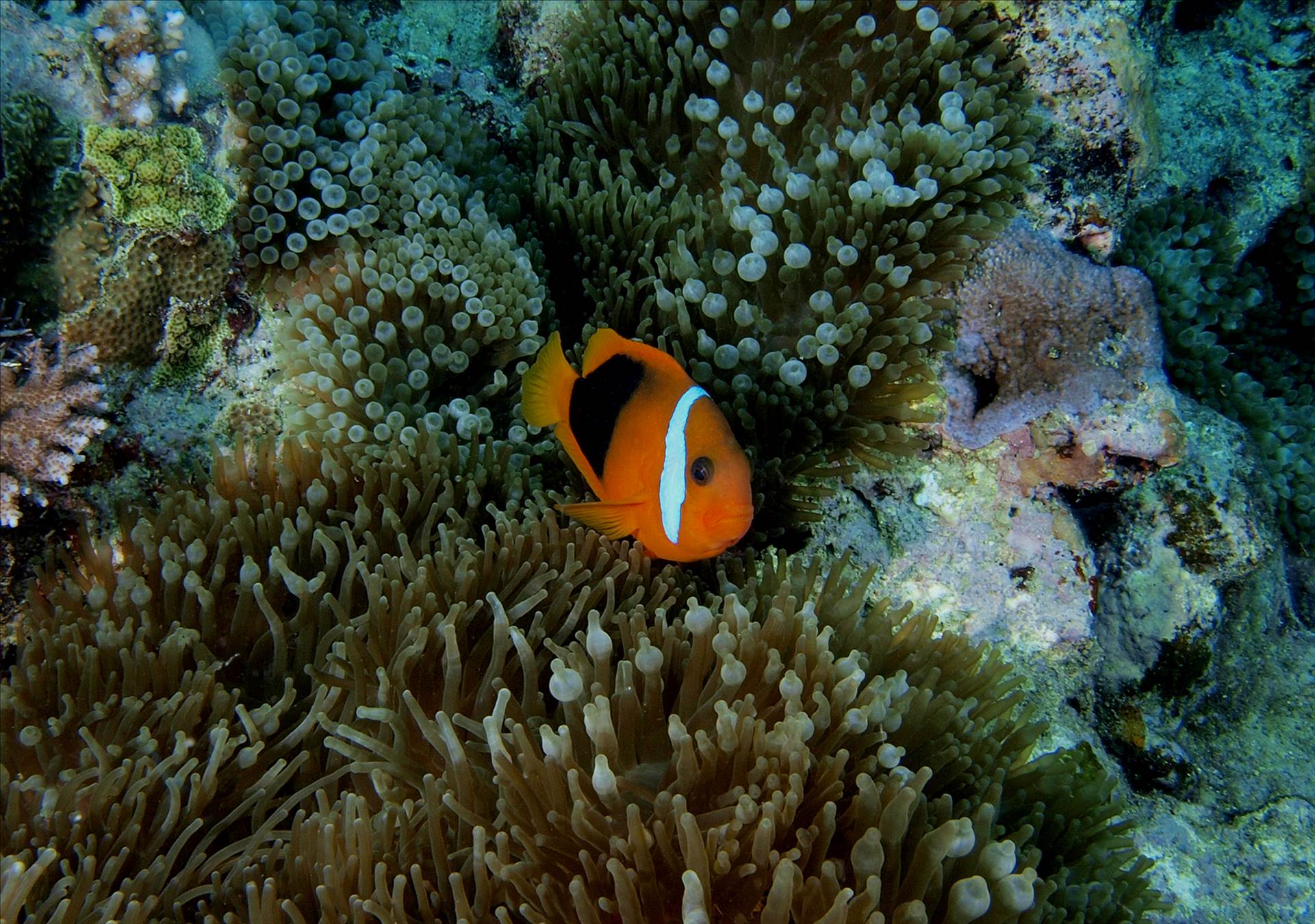 LoxPix Sub-Aqua shot