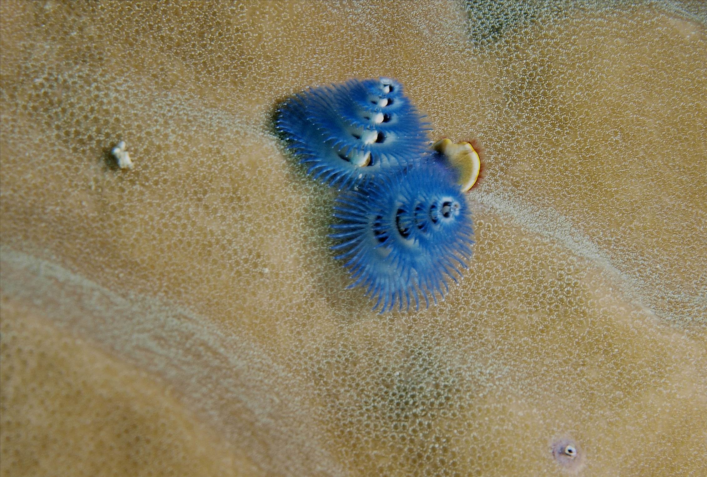 LoxPix Sub-Aqua shot