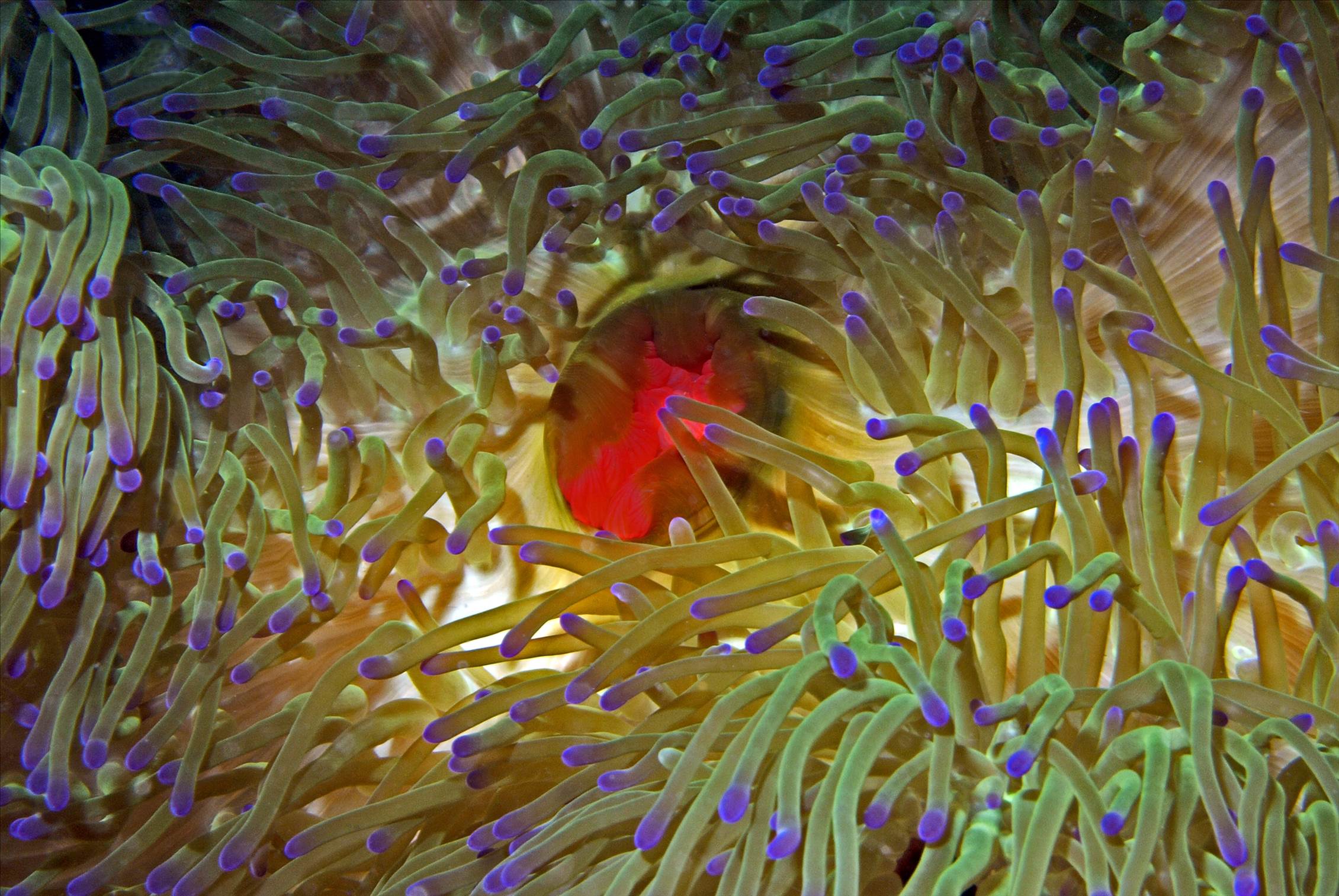 LoxPix Sub-Aqua shot