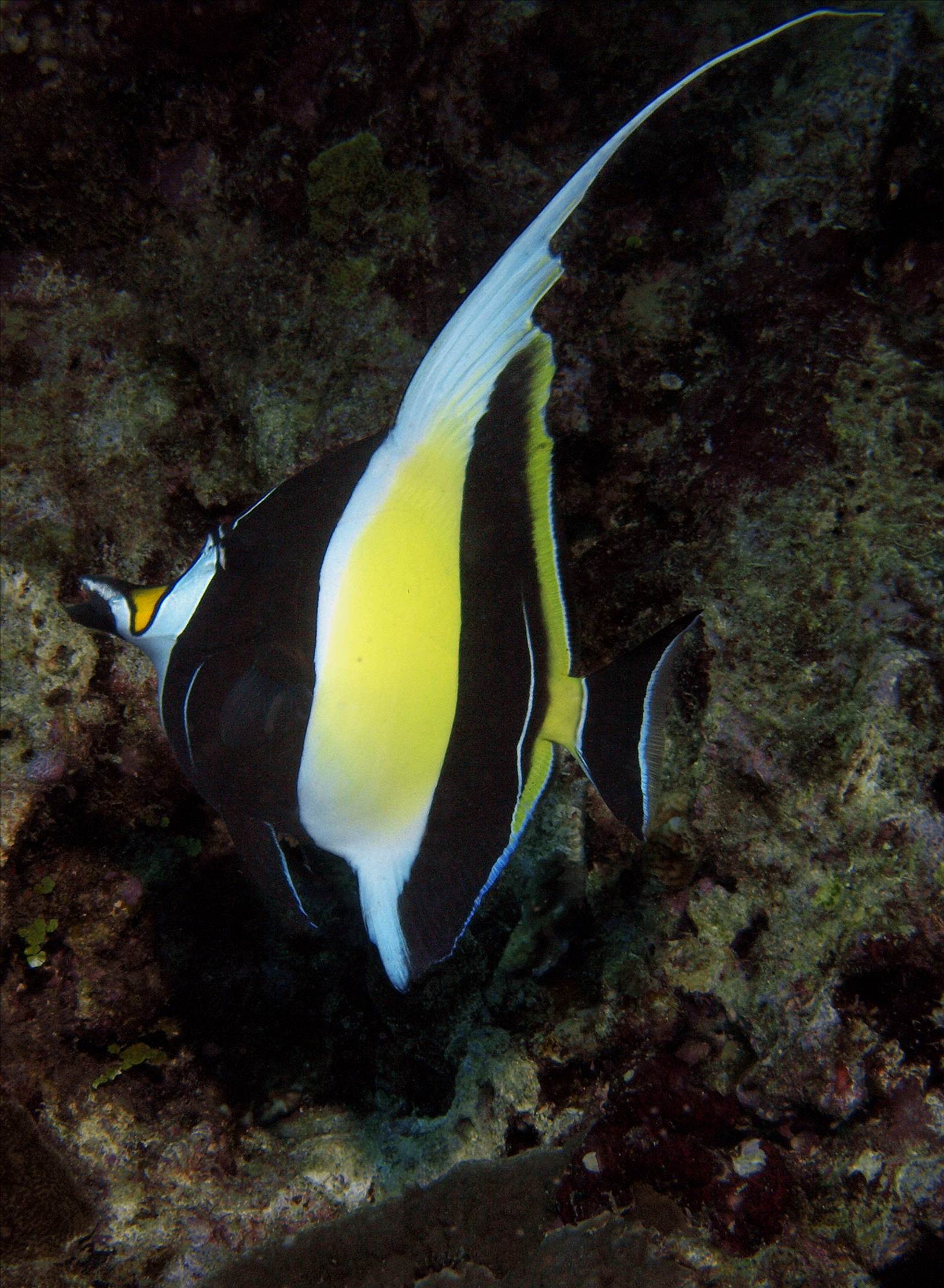 LoxPix Sub-Aqua shot