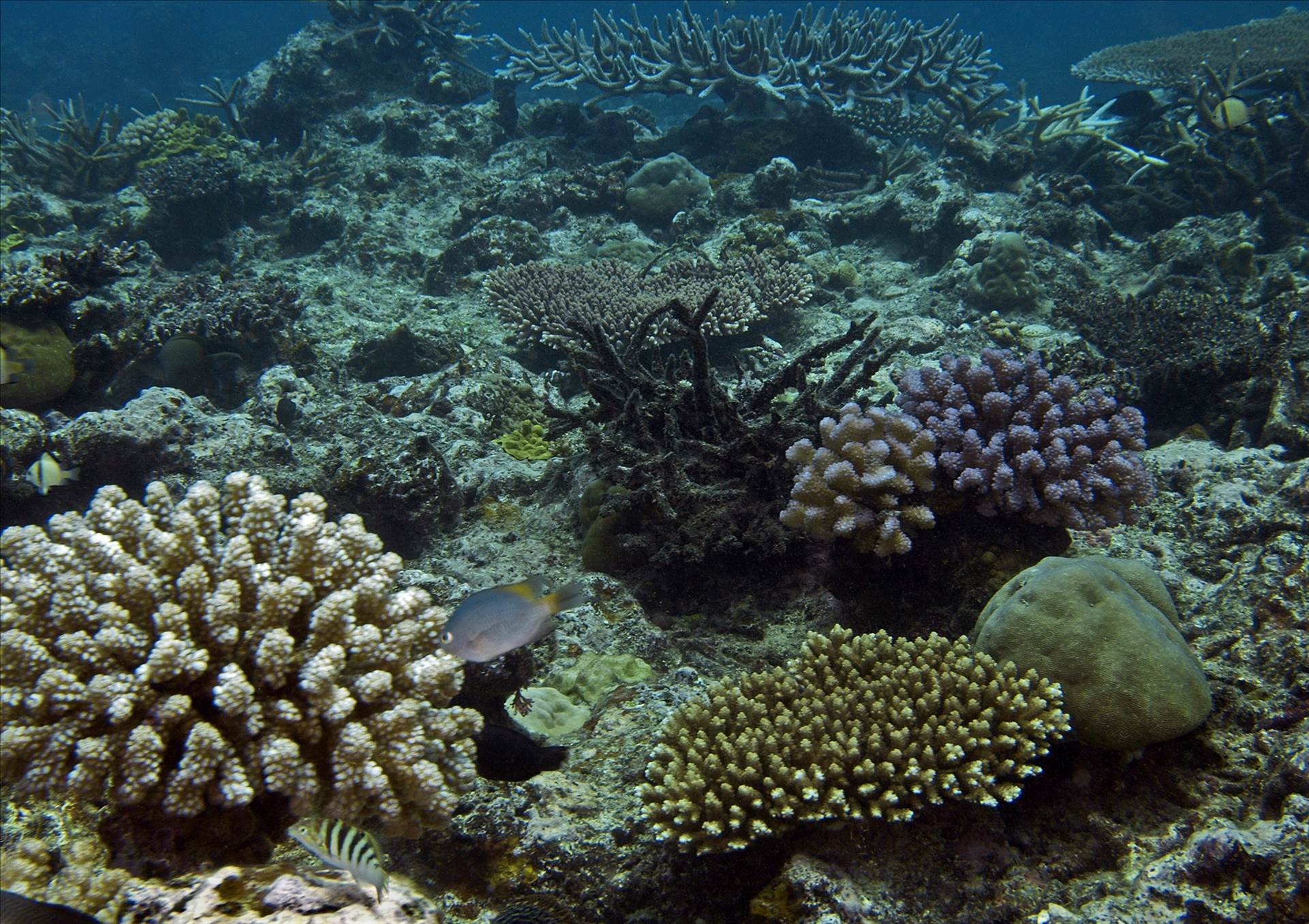 LoxPix Sub-Aqua shot