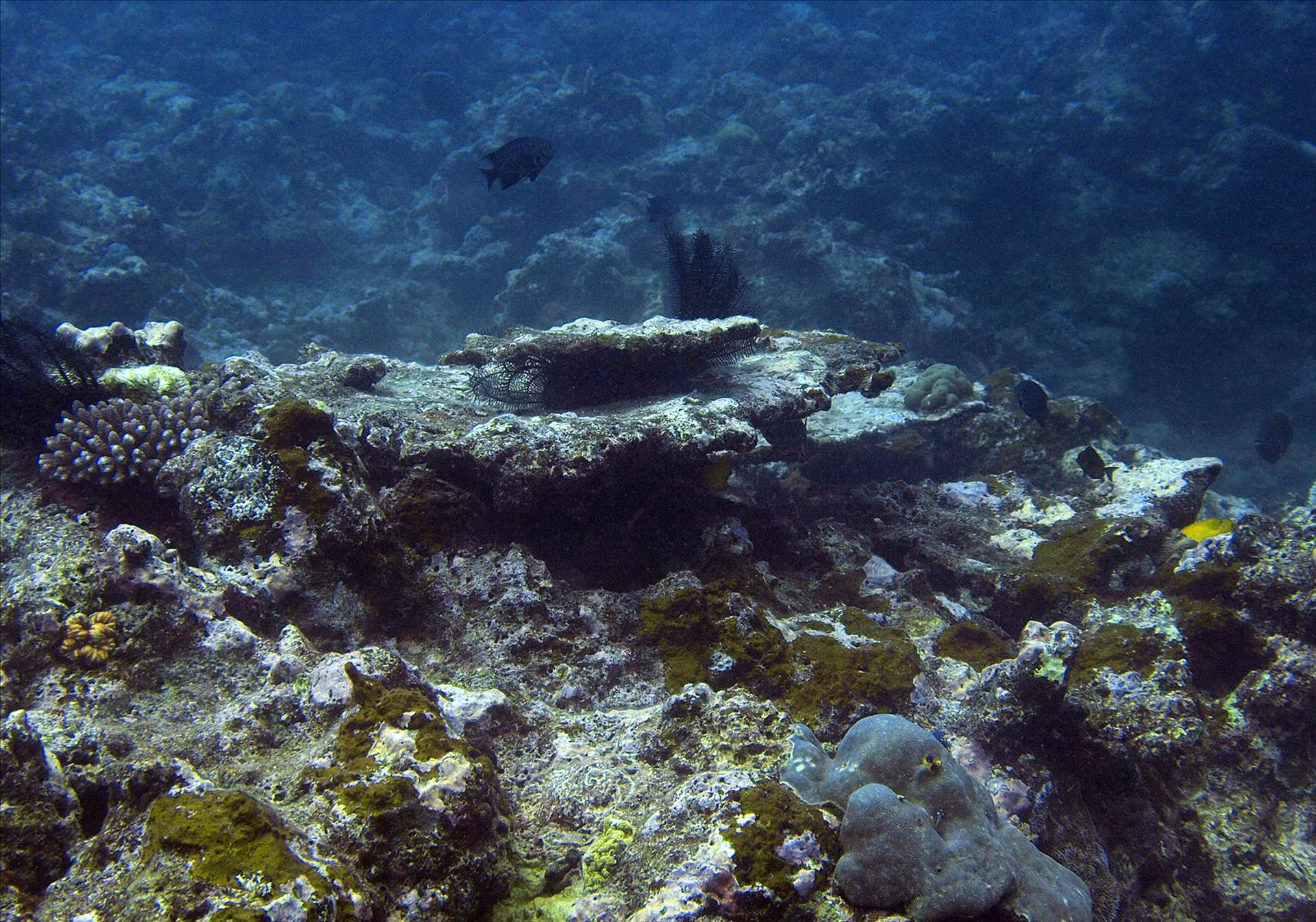 LoxPix Sub-Aqua shot