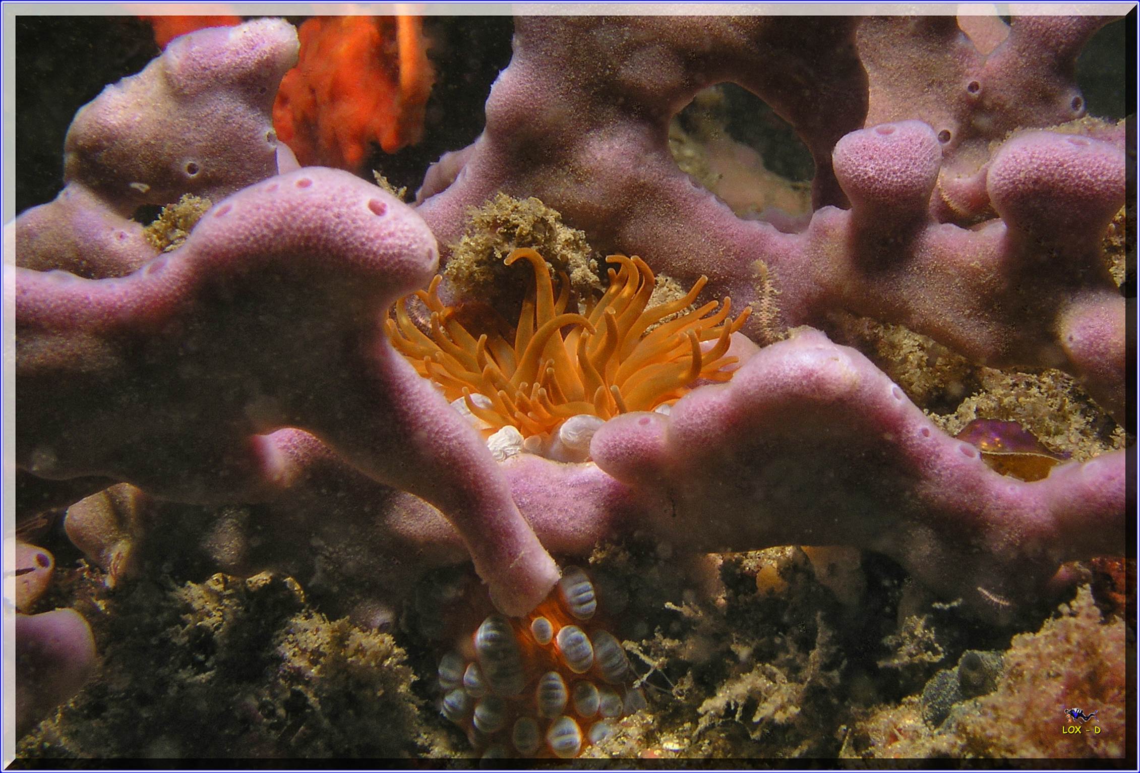 LoxPix Sub-Aqua shot