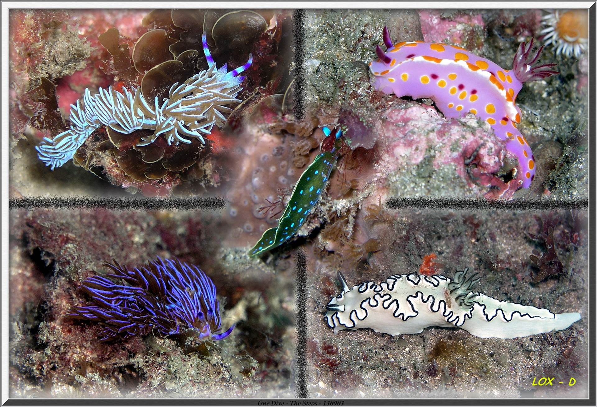 LoxPix Sub-Aqua shot