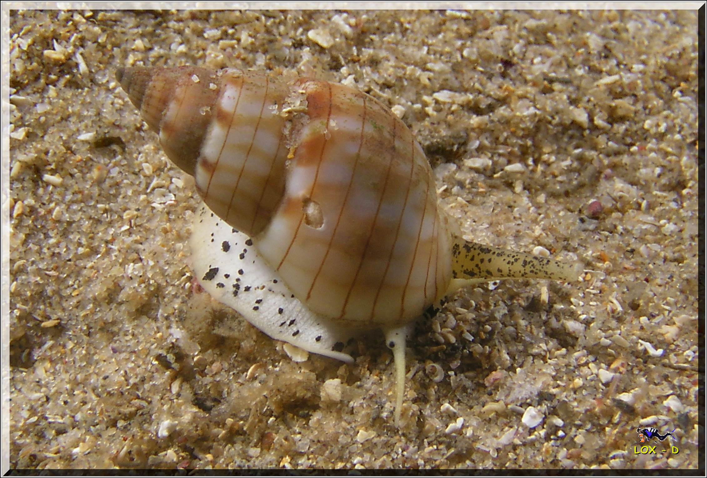 LoxPix Sub-Aqua shot