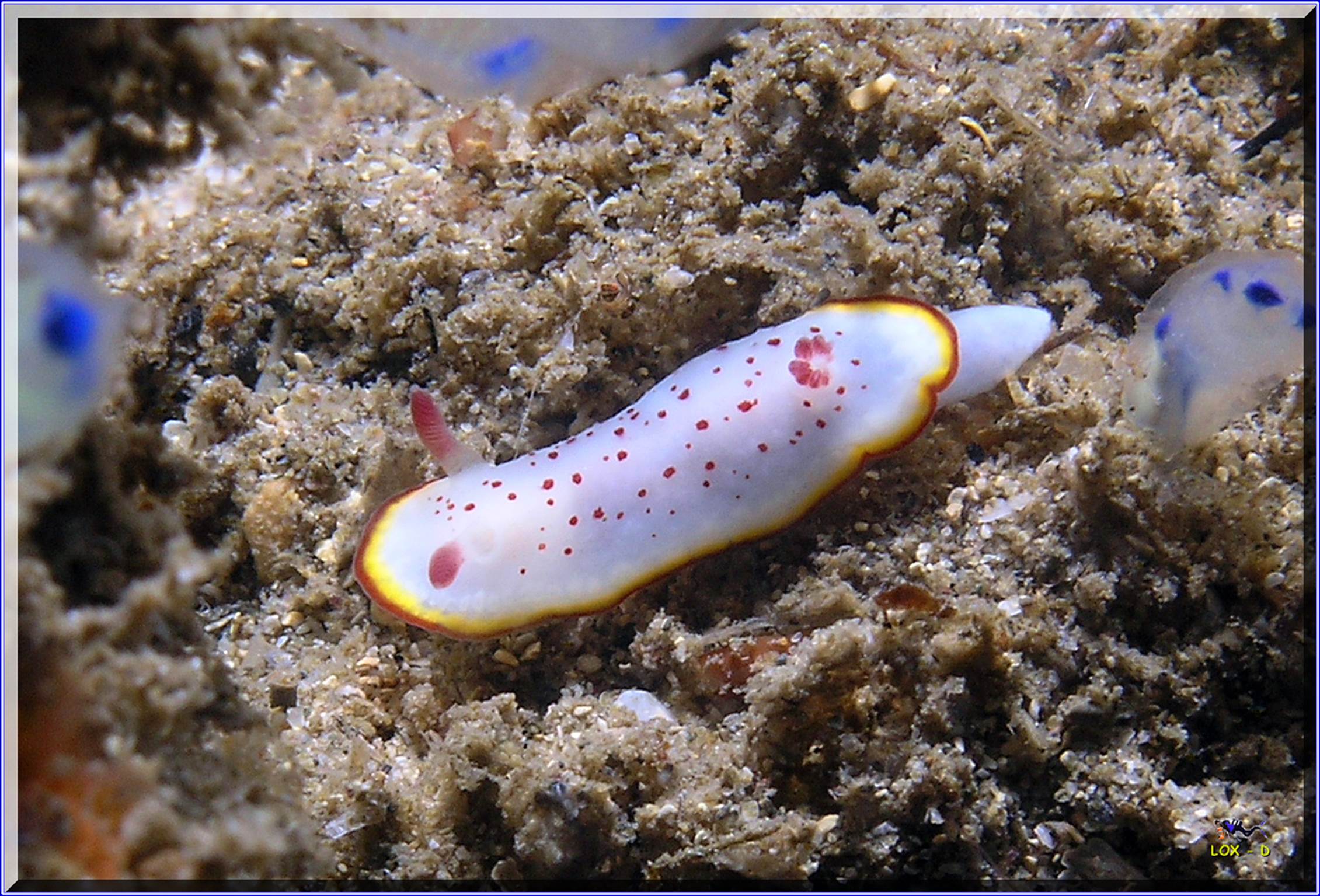 LoxPix Sub-Aqua shot