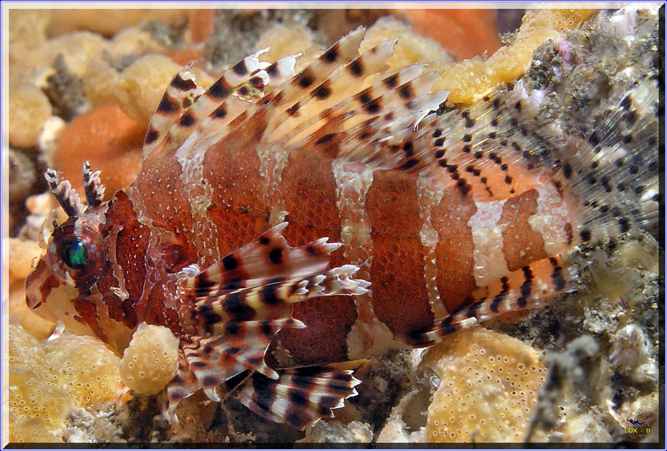 LoxPix Sub-Aqua shot